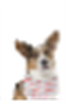 Custom Pet Bandana